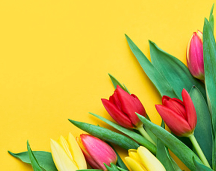 Yellow, pink and red tulips with green stems in bloom on yellow background.